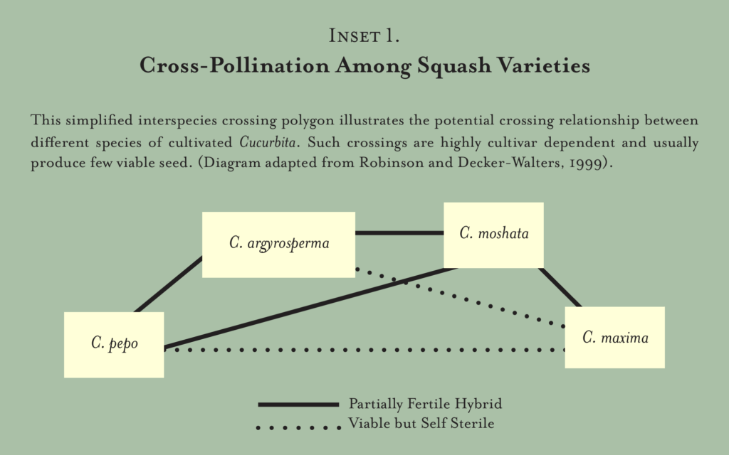 a chart depicting the cross pollination fertility possibilities among the squash species C. argyrosperma, C. moshata, C. maxima, and C. pepo.